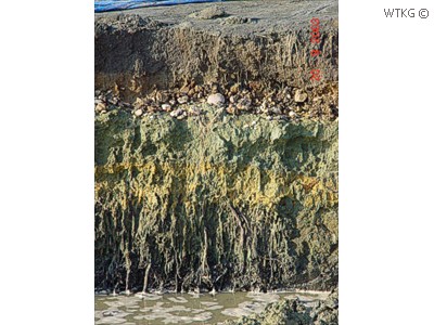 Onder de Laag van Miste en daarboven glaciale afzettingen.