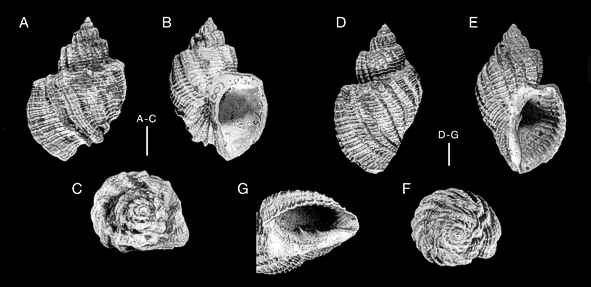 fossielen, schelpen, slakken, gastropoden, trigonostoma (ventrilia)