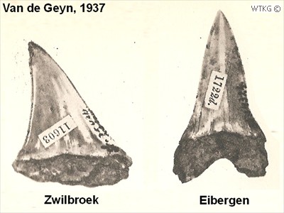 Cosmopolitodus hastalis (makreelhaai)