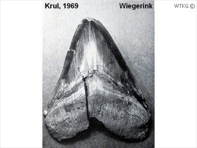 Megaselachus megalodon (reuzenhaai)