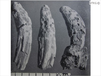 Physeterula dubusi (potvistanden)