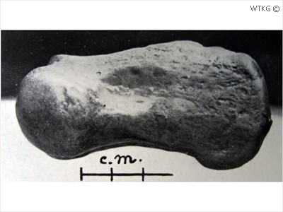 Eurhinodelphis cocheteuxi (opperarmbeen snuitdolfijn)