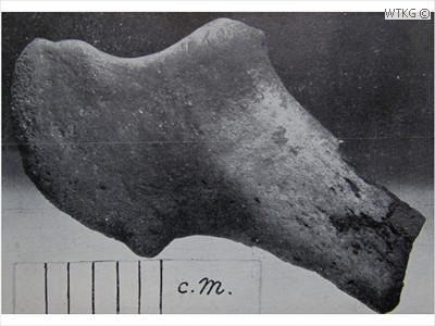 Plesiocetus longirostris (ellepijp van baleinwalvis)