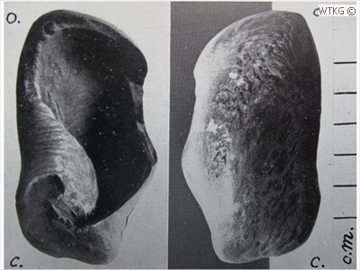 Plesiocetus longifrons (gehoorbeen baleinwalvis)
