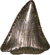 fossielen, haaientanden, elasmobranchi, chondrichthyes, kraakbeenvissen, carcharodon carcharias