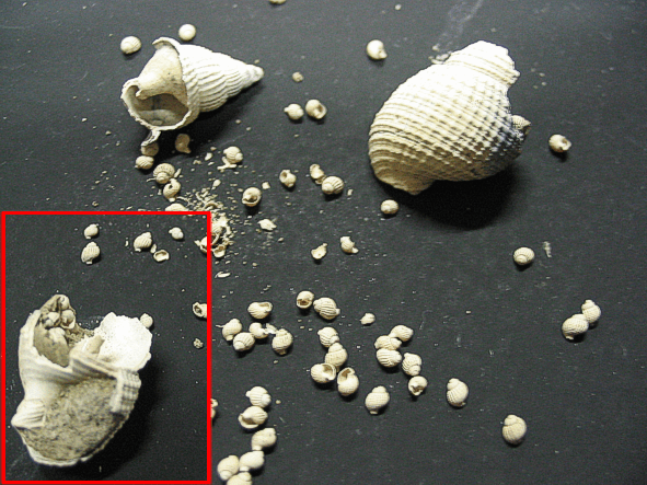 fossielen, schelpen, mollusken, slakken, gastropoden, nassarius reticosus