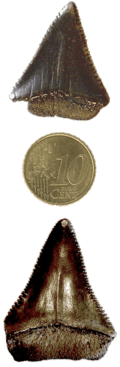 fossielen, haaientanden, chondrichthyes, kraakbeenvissen, carcharodon carcharias