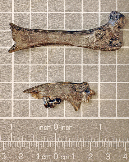  fossielen, vertebraat, vertebraten, gewervelden, carnivoor, carnivoren, otter, lutra